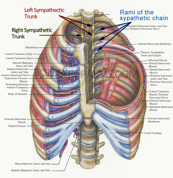 truncal sympathectomy vs. ramicotomy