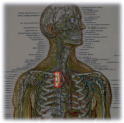hyperhidrosis nerves
