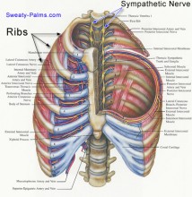 Diagram of the sympathetic nerve as it relates to reveral.
